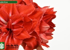 hippeastrum Double Circus (3)